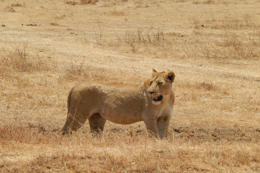 Lioness on a Field