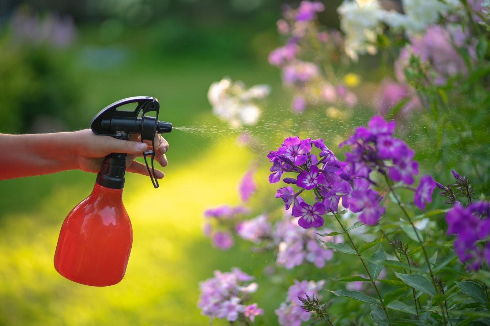 A woman's hand with a red bottle sprays pesticides on flowering phlox plants with purple and soft pink flowers.