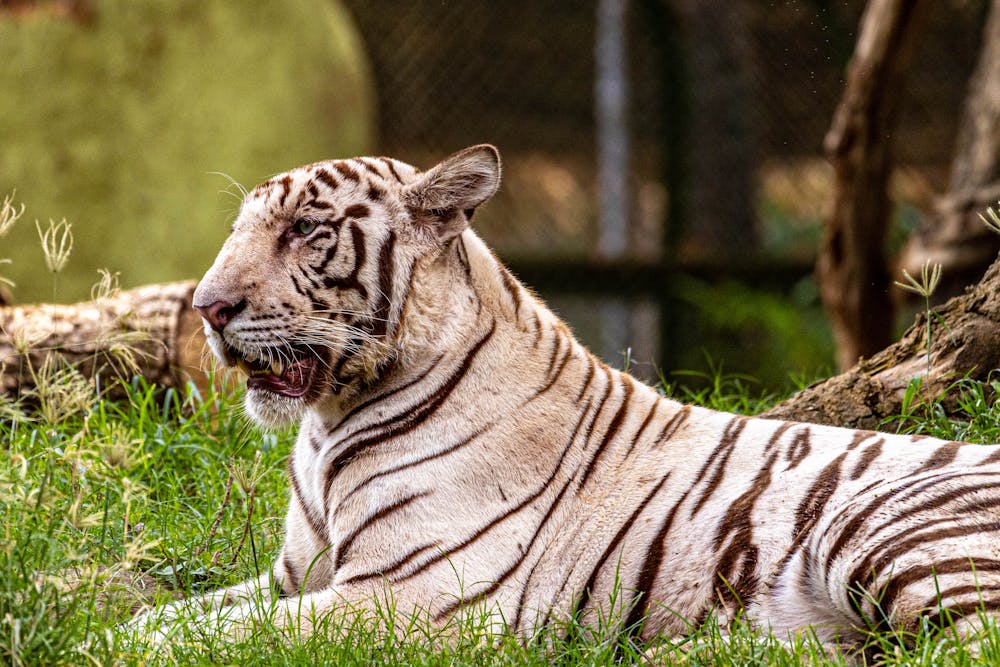 White Bengal Tiger Resting in Natural Habitat
