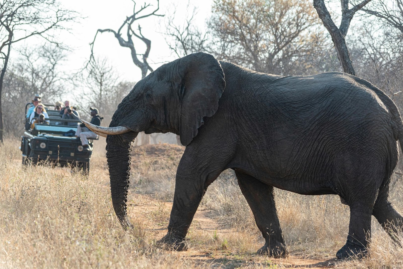 Tourists in a tour van watching an elephant