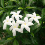 Crape Jasmine