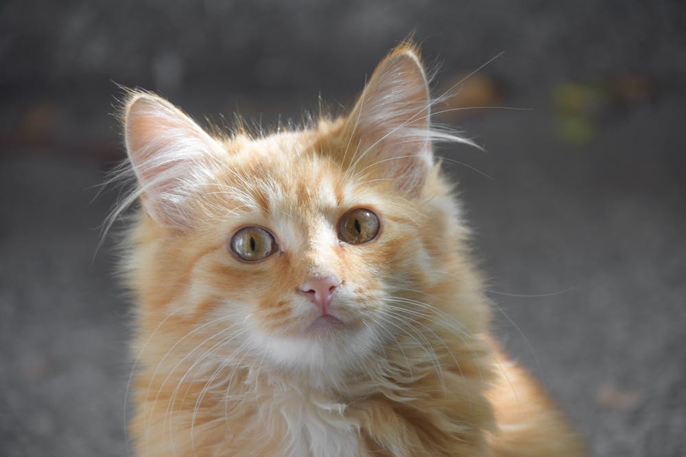 Selective Focus Photo of a Cute Orange Cat Looking at the Camera