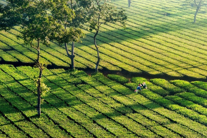 Đồi chè Tâm Châu Bảo Lộc. Sớm mai trên đồi chè Tâm Châu, mơ màng như cổ tích