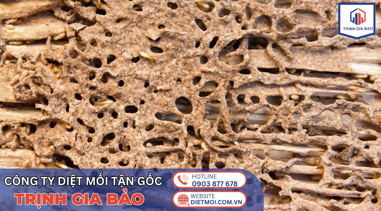 Trịnh Gia Bảo - Giải pháp diệt mối chuyên nghiệp, hiệu quả