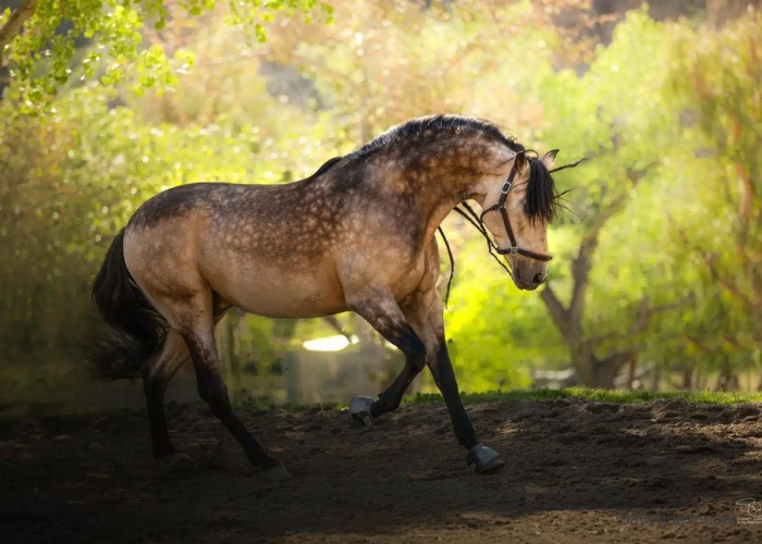 Dapple Buckskin Horse