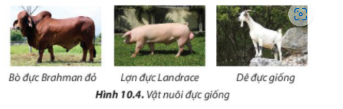 BÀI 10. KĨ THUẬT NUÔI DƯỠNG VÀ CHĂM SÓC VẬT NUÔI1. Vai trò của việc nuôi dưỡng, chăm sóc và phòng, trị bệnh cho vật nuôiCâu 1: Quan sát hình 10.1 và nêu những yếu tố ảnh hưởng đến sự phát triển của vật nuôi.Đáp án chuẩn:- Quá trình chọn con giống- Quá trình nuôi dưỡng- Quá trình chăm sóc- Quá trình phòng và trị bệnhCâu 2: Hãy liệt kê những công việc cần làm để nuôi dưỡng và chăm sóc vật nuôi.Đáp án chuẩn:- Chuẩn bị chuồng trại một cách tốt nhất, chọn nơi đủ mát, đủ ấm, đủ ánh sáng để làm chuồng- Nuôi vật nuôi mẹ tốt để có nhiều sữa chất lượng tốt cho đàn con.- Tiêm thuốc phòng các bệnh theo đúng từng giai đoạn- Cho vật nuôi vận động và tiếp xúc với nhiều ánh sáng.- Giữ vệ sinh, phòng bệnh cho vật nuôi.- Cần phải cho vật nuôi vận động, tắm chải thường xuyên, kiểm tra thể trọng và tinh dịch.Câu 3. Theo em, vì sao tiêm vaccine lại giúp vật nuôi phòng ngừa được bệnh dịch?Đáp án chuẩn:Tiêm vaccine giúp vật nuôi phòng ngừa bệnh dịch bằng cách kích thích hệ thống miễn dịch tạo miễn dịch đặc hiệu chủ động, tăng sức đề kháng và loại bỏ mầm mống vi sinh vật gây bệnh.2. Chăn nuôi vật nuôi2.1 Chăn nuôi vật nuôi nona. Một số đặc điểm sinh lí cơ thể của vật nuôi nonCâu 4: Hãy nêu các đặc điểm cơ thể của vật nuôi non mà biết trong từng trường hợp được minh họa ở hình 10.2Đáp án chuẩn:- Hình 10.2a: Lợn con: Bộ máy tiêu hóa của lợn con phát triển nhanh nhưng chưa hoàn thiện về chức năng, khả năng tiêu hóa của lợn con rất hạn chế.- Hình 10.2b: Gà con: thân nhiệt chưa ổn định, khả năng điều tiết thân nhiệt kém. - Hình 10.2c: Bê (Bò con): sức đề kháng còn yếu, hệ tiêu hóa chưa hoàn chỉnh. Câu 5: Đặc điểm cơ thể ảnh hưởng đến quá trình sinh trưởng của vật nuôi non như thế nào?Đáp án chuẩn:- Sự điều tiết thân nhiệt chưa hoàn chỉnh: Cần giữ ấm để tránh cơ thể yếu và chậm phát triển.- Chức năng tiêu hóa chưa hoàn chỉnh: Cần chọn thức ăn dễ tiêu hóa cho con non.- Hệ miễn dịch chưa phát triển, sức đề kháng kém: Con non dễ mắc bệnh hơn vật nuôi trưởng thành.b. Nuôi dưỡng, chăm sóc vật nuôi conCâu 6: Nêu tác dụng của các công việc nuôi dưỡng và chăm sóc vật nuôi non được minh họa trong mỗi trường hợp ở Hình 10.3Đáp án chuẩn:- Hình 10.3a: Sưởi ấm để tránh nhiễm lạnh và bệnh về hô hấp, tiêu hóa cho vật nuôi non.- Hình 10.3b: Cho bú sữa đầu đủ dinh dưỡng và kháng thể để cơ thể vật nuôi non chống lại bệnh tật.- Hình 10.3c: Tập cho ăn sớm để cung cấp dinh dưỡng và phát triển hệ tiêu hóa cho vật nuôi non.- Hình 10.3d: Vận động và tiếp xúc với nắng sớm để cơ thể vật nuôi non khỏe mạnh và trao đổi chất tốt.- Hình 10.3e: Giữ chuồng sạch, khô ráo; tiêm vaccine phòng bệnh và đảm bảo vệ sinh cho vật nuôi non.- Hình 10.3f: Theo dõi thường xuyên, phát hiện và điều trị bệnh kịp thời; cách li vật nuôi non nếu nhiễm bệnh để ngăn chặn lây lan.2.2. Chăn nuôi vật nuôi đực giốnga. Yêu cầu đối với vật nuôi đực giốngCâu 7: Vật nuôi đực giống có vai trò gì trong sự phát triển của đàn?Đáp án chuẩn:Nhằm đạt khả năng phối giống cao và cho con giống tốt cho vật nuôi đời sau Câu 8: Các vật nuôi đực giống trong Hình 10.4 có đặc điểm cơ thể như thế nào?Đáp án chuẩn:- Hình 10.4a: Hình thể chắc khỏe, thân dài, lưng thẳng, tai to và u vai phát triển.- Hình 10.4b: Thân lông màu trắng tuyền, đầu nhỏ, tai to dài rủ xuống, mõm thẳng.- Hình 10.4c: Ngoại hình to, khỏe, lượng sữa dê khá. Con dê đực có đầu ngắn và rộng, tai to cân đối, cổ to, ngực nở, bốn chân cứng cáp, khả năng phối giống tốt.b. Nuôi dưỡng, chăm sóc vật nuôi đực giống2.3. Chăn nuôi vật nuôi cái sinh sảna. Yêu cầu đối với vật nuôi cái sinh sảnCâu 9: Cơ thể vật nuôi thay đổi như thế nào khi mang thai (Hình 10.5)?Đáp án chuẩn:- Hình 10.5a: Lợn cái mang thai: Tựa vú to lớn, bụng phát triển, không có biểu hiện động dục lại sau 21 ngày kể từ phối.- Hình 10.5b: Bò cái mang thai: Bầu vú căng, sần khi chạm, núm vú nhỏ gọn, sữa non đục trắng khi nặn thử.- Hình 10.5c: Dê cái sau lên giống: Theo dõi chu kỳ động dục tiếp theo sau 21 ngày, nếu không có biểu hiện động dục, có thể dê đã mang thai. Dê tăng cân, lông mềm, không để quá béo.Câu 10: Hãy nêu nhiệm vụ của các vật nuôi cái sinh sản ở giai đoạn nuôi con  (Hình 10.6).Đáp án chuẩn:- Hình 10.6a: Giữ ấm cho lợn con, cho lợn con bú- Hình 10.6b: Cho bê con bú sữa đầu, hướng dẫn con một số kỹ năng sống, tách bê con khỏi mẹ để rèn luyện khả năng tự lập.- Hình 10.6c: Cho dê con bú sữa đầu, tách dê con khỏi mẹ để rèn luyện khả năng tự lập.Câu 11: Chăm sóc vật nuôi cái sinh sản có tác động thế nào đến đàn vật nuôi con?Đáp án chuẩn:Ảnh hưởng đến sức khỏe cúa mẹ và con non trong bụng và chất lượng của đàn vật nuôi con.Câu 12: Theo em, cần làm gì để phòng và điều trị bệnh thông thường do kí sinh trùng như giun, sán, ve... gây ra cho vật nuôi?Đáp án chuẩn:- Vệ sinh chuồng nuôi sạch sẽ, đảm bảo khô ráo và thoáng mát.- Tiêm vaccine định kỳ cho vật nuôi.- Theo dõi và chăm sóc thường xuyên để phát hiện và điều trị bệnh kịp thời.3. Vệ sinh trong chăn nuôi3.1. Vệ sinh môi trường sống của vật nuôiCâu 13: Hãy quan sát hình 10.7 và nêu những yếu tố ảnh hưởng đến vệ sinh môi trường sống của vật nuôi.Đáp án chuẩn:- Nhiệt độ, độ ẩm, ánh sáng, không khí chuồng trại- Hướng chuồng, kiểu chuồng, xử lí chất thải, vị trí chuồng- Thức ăn và nước uống.Câu 14: Chất thải và rác thải trong chăn nuôi ảnh hưởng đến môi trường và sức khỏe của con người như thế nào?Đáp án chuẩn:- Gây ô nhiễm môi trường và là môi trường sinh sống của nhiều loại côn trùng gây nguy hiểm như ruồi, muỗi, gián và các mầm mống bệnh lý.- Ảnh hưởng trực tiếp đến sức khỏe con người, làm giảm sức đề kháng và tăng nguy cơ mắc bệnh. - Sản phẩm thịt và các sản phẩm từ vật nuôi không đảm bảo an toàn vệ sinh tuyệt đối.Luyện tậpCâu 1. Vì sao chăm sóc, phòng và trị bệnh cho vật nuôi lại ảnh hưởng đến năng suất, chất lượng sản phẩm chăn nuôi?Đáp án chuẩn:Chăm sóc, phòng và điều trị bệnh kém có thể làm giảm sức đề kháng và sức khỏe của vật nuôi, gây ảnh hưởng đến năng suất và chất lượng sản phẩm chăn nuôi. Câu 2. Trình bày biện pháp nuôi dưỡng, chăm sóc cho các vật nuôi được minh họa trong Hình 10.8Đáp án chuẩn:Hình 10.8a: Cho vật nuôi con vận động để tăng cường sức khỏe, tiếp xúc nhiều với nắng sớm để cơ thể khỏe mạnh và trao đổi chất tốt.Hình 10.8b: Giữ vệ sinh chuồng sạch sẽ, khô ráo tạo điều kiện tốt nhất cho vật nuôi sinh hoạtHình 10.8c: Cho bú sữa đầu có đủ chất dinh dưỡng, nhiều kháng thể giúp cho cơ thể vật nuôi non chống lại bệnh tật.Câu 3. Cách chăm sóc vật nuôi đực giống khác với vật nuôi cái sinh sản như thế nào?Đáp án chuẩn:- Chăm sóc và nuôi dưỡng vật nuôi cái trong giai đoạn mang thai và nuôi con quyết định đến chất lượng đàn con.- Chăm sóc đúng cách vật nuôi đực giống để tăng khả năng giao phối và cải thiện chất lượng đàn con.Vận dụng