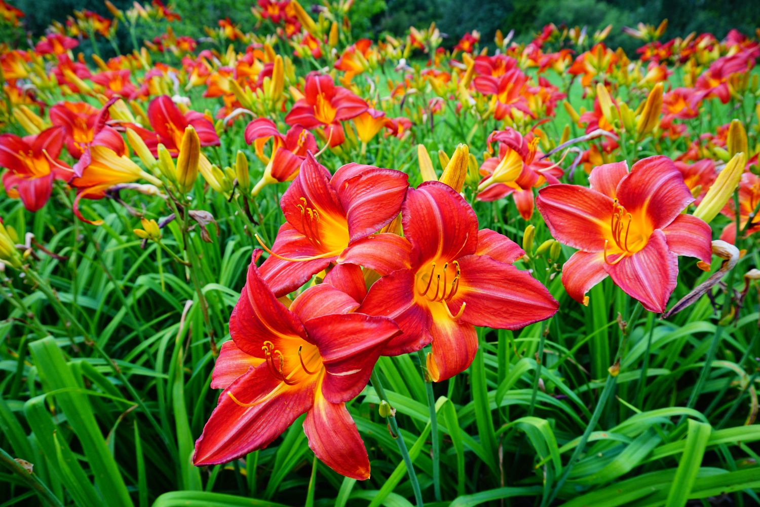 Botanical Description Daylilies (Hemerocallis)