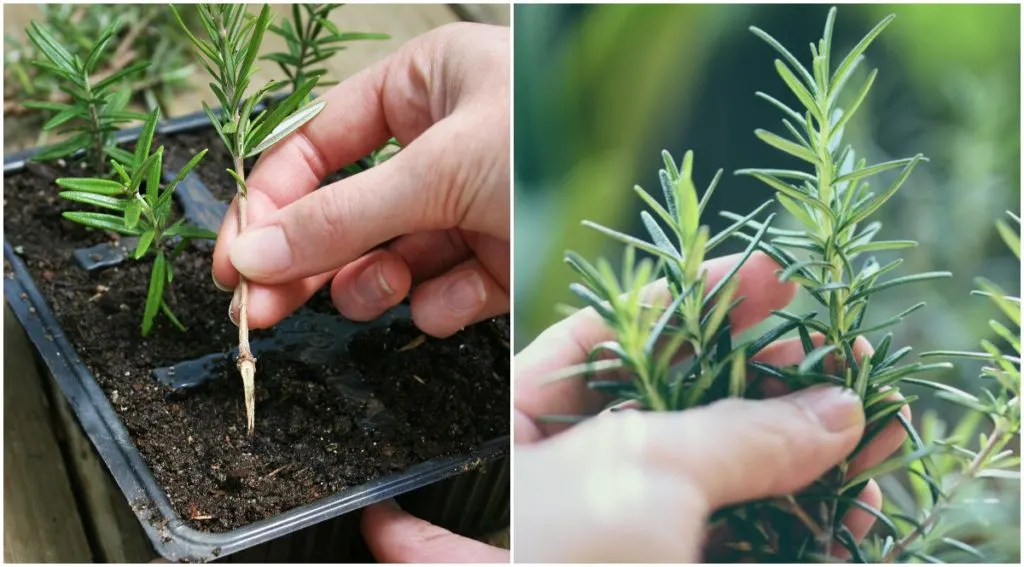 Ideal Growing Conditions to Grow Rosemary