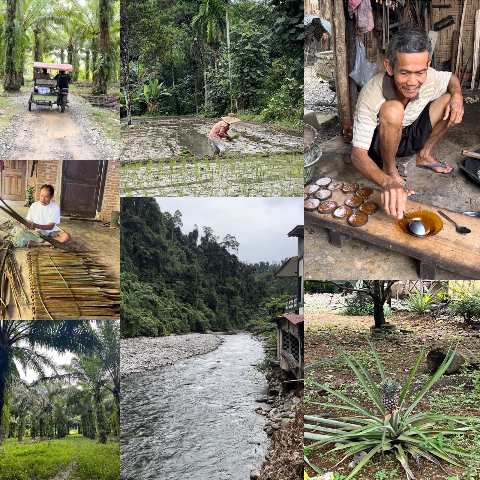 a local man makes palm sugar , another engages in rice farming. A local man can be see making roof using palm leaves. 
