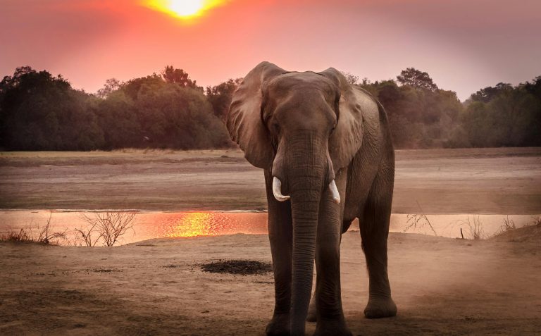 National heritage animal - The Indian Elephant