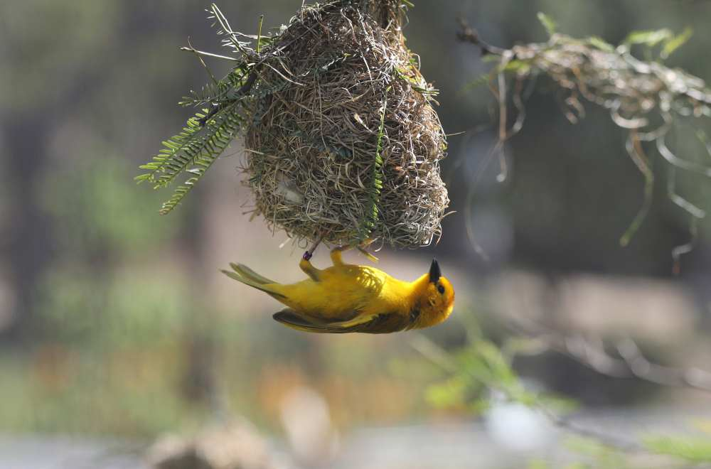 A yellow bird hangs upside down from a woven nest in a leafy tree, showcasing animal-inspired architecture. The background is softly blurred, highlighting the bird's vibrant feathers and the intricate design of this eco-friendly masterpiece.