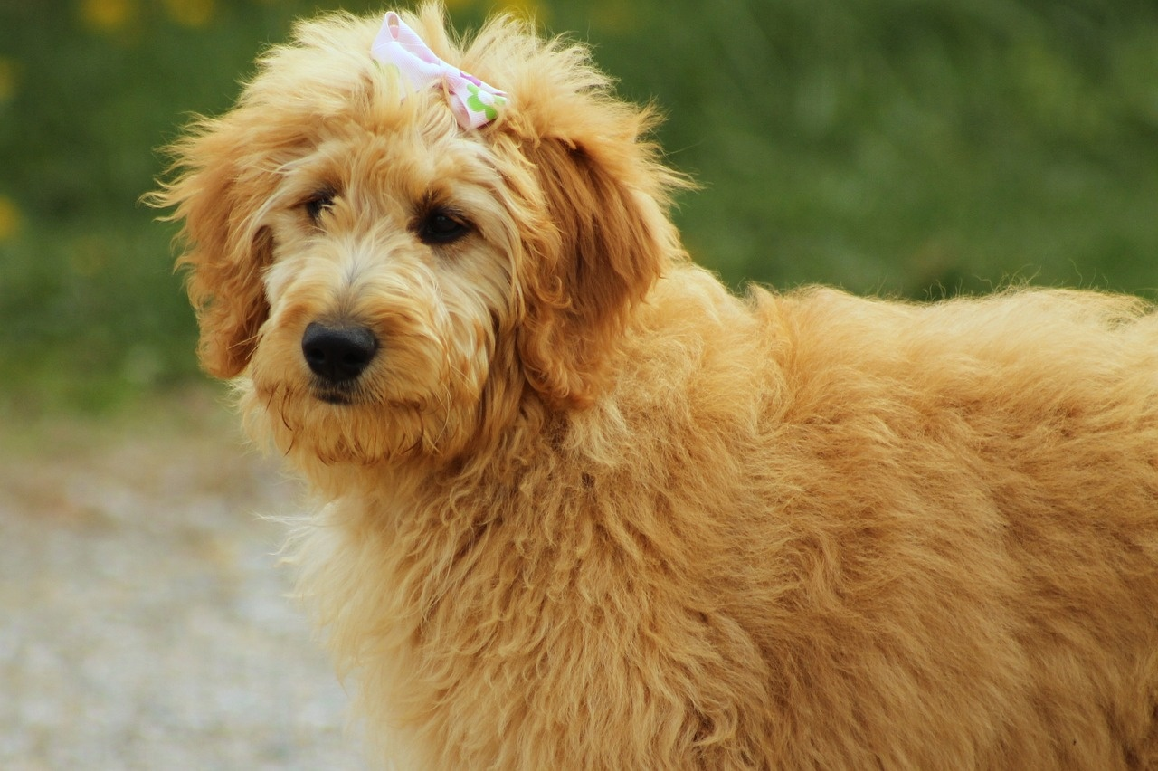 The Benefits of Owning a Goldendoodle
