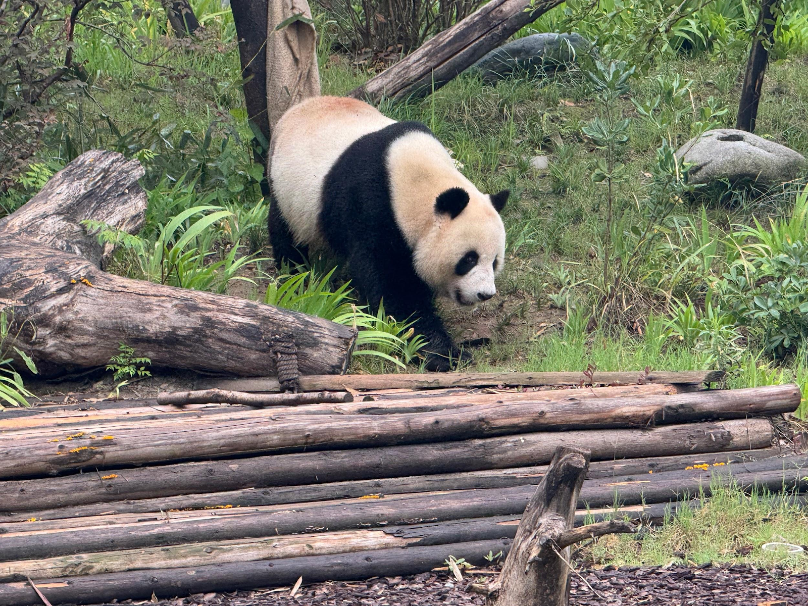 A panda bear walking in the woods

Description automatically generated