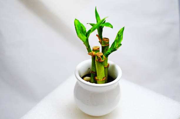 bamboo plant vastu