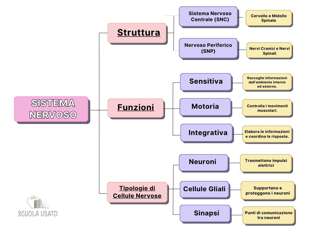 Un esempio di mappa concettuale gerarchica sul sistema nervoso