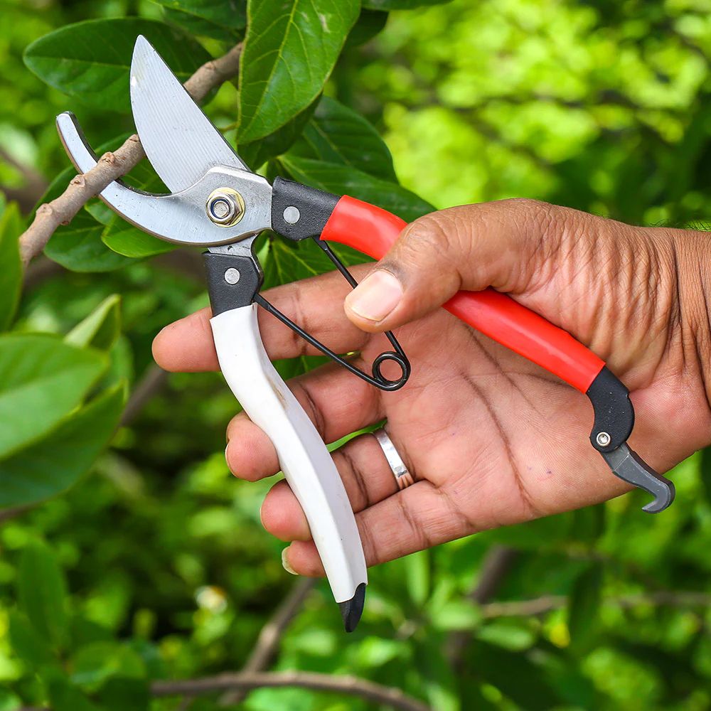 A hand holding a pruning shear to cut a branch of a tree. Pruning shears are one of the essential garden tools every gardener must have