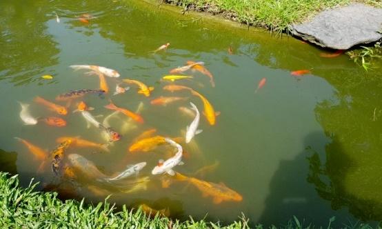 BÀI 4: DUNG DỊCH VÀ NỒNG ĐỘ