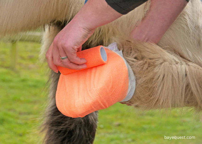 Treating Degloved Horse Hoof