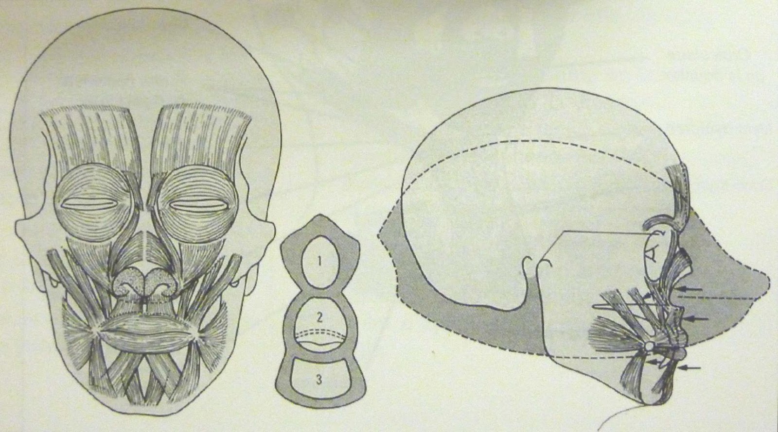musculature.jpg                                                000A4C16Macintosh HD                   C539C163: