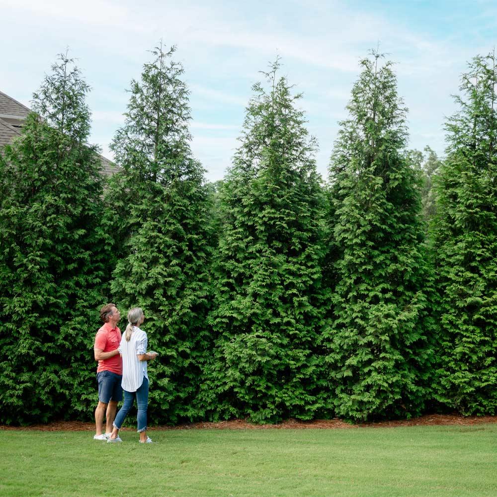 Thuja Green Giant is a fast-growing privacy tree