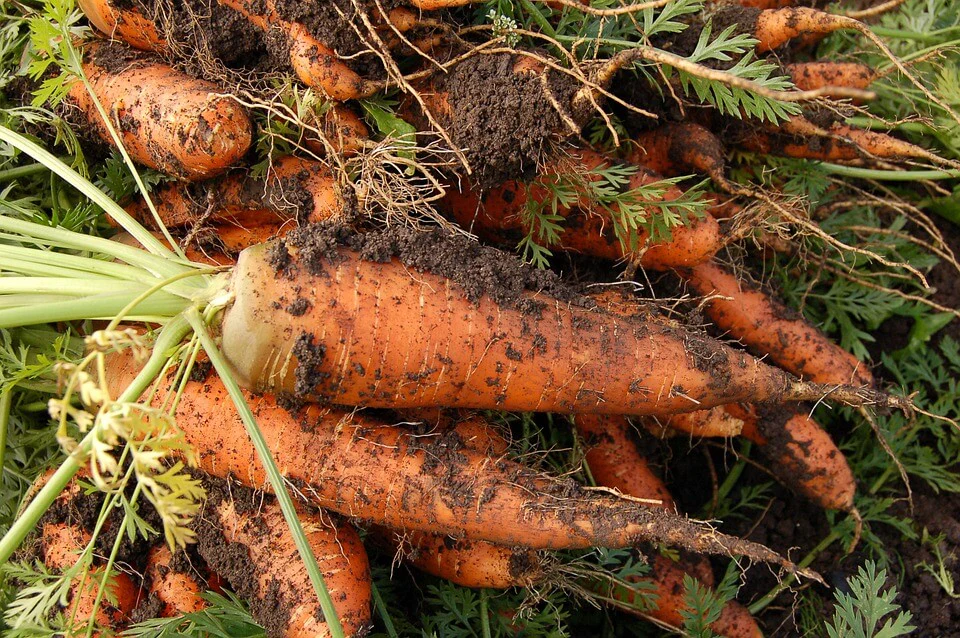 How to Grow Carrots at Home