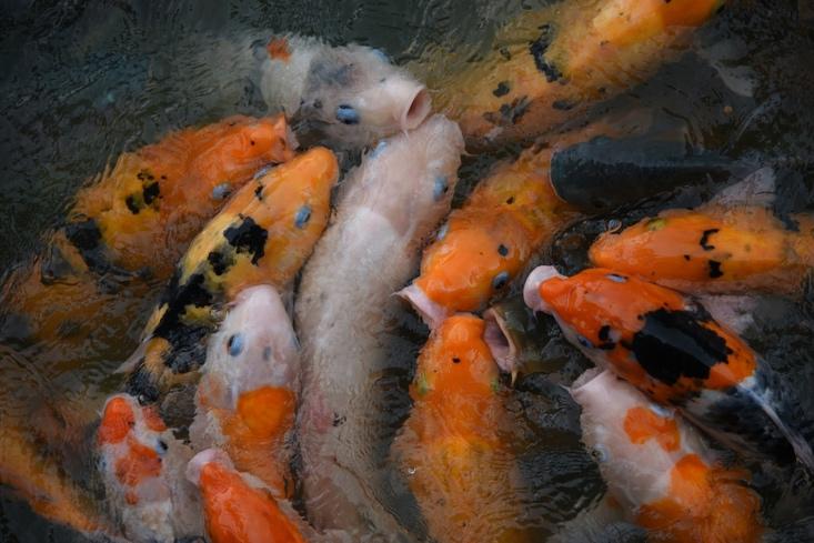 Koi Carp