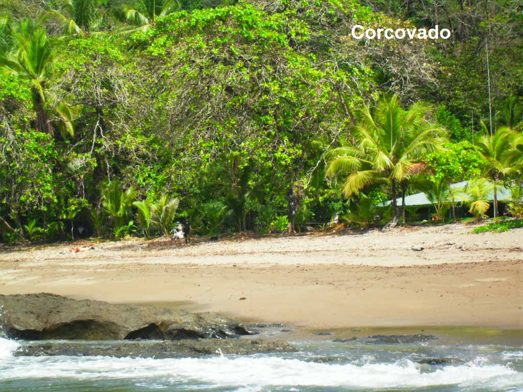 A beach next to a jungle.