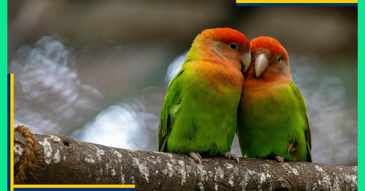 Lovebirds