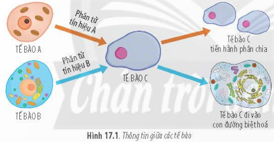 BÀI 17 - THÔNG TIN GIỮA CÁC TẾ BÀOMỞ ĐẦUCâu 1: Bằng cách nào mà hormone insulin và glucagon (do tế bào tuyến tụy tiết ra) có thể kích thích các tế bào gan và cơ thực hiện quá trình chuyển hoá đường, qua đó, điều hoà hàm lượng glucose trong máu?Đáp án chuẩn: - Khi đường huyết tăng, tuyến tụy tiết insulin, kích thích gan và cơ chuyển hóa glucose thành glycogen, giảm đường huyết.- Khi đường huyết giảm, tuyến tụy tiết glucagon, kích thích gan và cơ phân giải glycogen thành glucose, tăng đường huyết.I. THÔNG TIN GIỮA CÁC TẾ BÀOCâu 1: Quan sát Hình 17.1, hãy cho biết thông tin được truyền từ tế bào này sang tế bào khác bằng cách nào?Đáp án chuẩn:Thông tin từ tế bào này đến tế bào khác nhờ các phân tử tín hiệu Câu 2: Tế bào đáp ứng như thế nào với các tín hiệu khác nhau?Đáp án chuẩn:Với các tín hiệu khác nhau, tế bào sẽ đáp ứng khác nhau, như phân chia hoặc biệt hóa.Câu 3: Hãy xác đinh kiểu truyền thông tin giữa các tế bào trong các trường hợp sau:a, Các yếu tố sinh trưởng được tiết ra kích thích sự sinh trưởng của các tế bào liền kềb, Các phân tử hòa tan trong bào tương được vận chuyển qua cầu sinh chất giữa hai tế bào thực vậtc, Sự tiếp xác giữa kháng nguyên và kháng thểd, Tuyến yên sản xuất hormone  sinh trưởng, hormone này đến kích thích sự phân chia và kéo dài tế bào xương giúp phát triển xươngĐáp án chuẩn:a, Qua mối nối giữa các tế bàob, Truyền tin cục bộc, Tiếp xúc trực tiếpd, Truyền tin qua khoảng cách xaCâu 4: Sự truyền thông tin giữa các tế bào có ý nghĩa gì?Đáp án chuẩn:Tín hiệu tế bào là thông tin giao tiếp giữa các cấu trúc trong tế bào, giữa các tế bào hoặc với các cấu trúc khác trong cơ thể, giúp chúng liên lạc và phản ứng thích hợp.Luyện tập: Hai hormone insulin và glucagon được nhắc ở tình huống mở đầu đóng vai trò gì trong quá trình truyền thông tin giữa các tế bào?Đáp án chuẩn:Insulin và glucagon là các phân tử tín hiệu giúp tế bào gan thực hiện quá trình chuyển hóa đường, điều hòa lượng glucose trong máu.II. QUÁ TRÌNH TRUYỀN THÔNG TIN GIỮA CÁC TẾ BÀOCâu 5: Bằng cách nào mà thông tin từ thụ thể được truyền vào trong tế bào?Đáp án chuẩn:Tế bào đích phát hiện và liên kết với phân tử tín hiệu qua protein thụ thể, gây thay đổi hình dạng thụ thể. Điều này kích hoạt chuỗi phản ứng sinh hóa trong tế bào thông qua các phân tử truyền tin.Câu 6: Sự đáp ứng có thể thực hiện qua những hoạt động nào của tế bào? Đáp án chuẩn:Sự đáp ứng có thể thực hiện dưới nhiều dạng khác nhau như tăng cường phiên mã, dịch mã, điều chỉnh quá trình chuyển hoá, tăng cường vận chuyển qua màng tế bào, và phân chia tế bào.Luyện tập: Dựa và hình 17.3, hãy mô tả quá trình hormone insulin tác động đến tế bào gan. Đáp án chuẩn:Để phát huy tác dụng của mình, insulin cần kết nối với thụ thể insulin trên bề mặt tế bào đích. Quá trình này kích hoạt tế bào gan để thúc đẩy sự hấp thu glucose từ môi trường bên ngoài vào bên trong tế bào.Vận dụng: Gibberellin (GA) là một loại hormone kích thích sinh trưởng ở thực vật. Một số cây trồng bị thiếu hụt GA nên sinh trưởng kém, chiều cao thấp. Người ta phun bổ sung GA cho các cây này, sau một thời gian, chiều cao của chúng vẫn không tăng thêm. Hãy giải thích nguyên nhân của hiện tượng trên.Đáp án chuẩn:Các tế bào thực vật không hấp thu GA từ phun bổ sung, nên GA không truyền tín hiệu đến các tế bào và chiều cao của cây không tăng.BÀI TẬP 