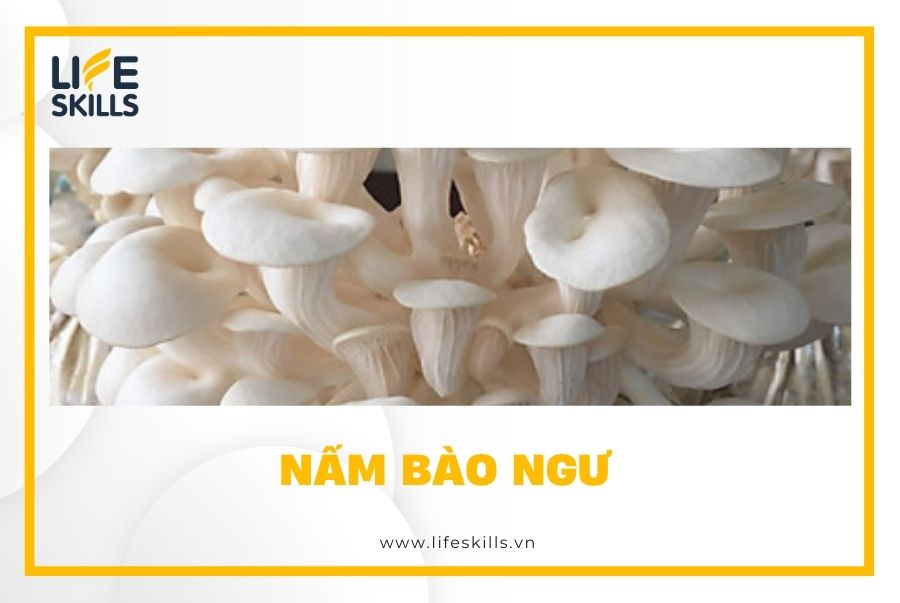 Nấm bào ngư