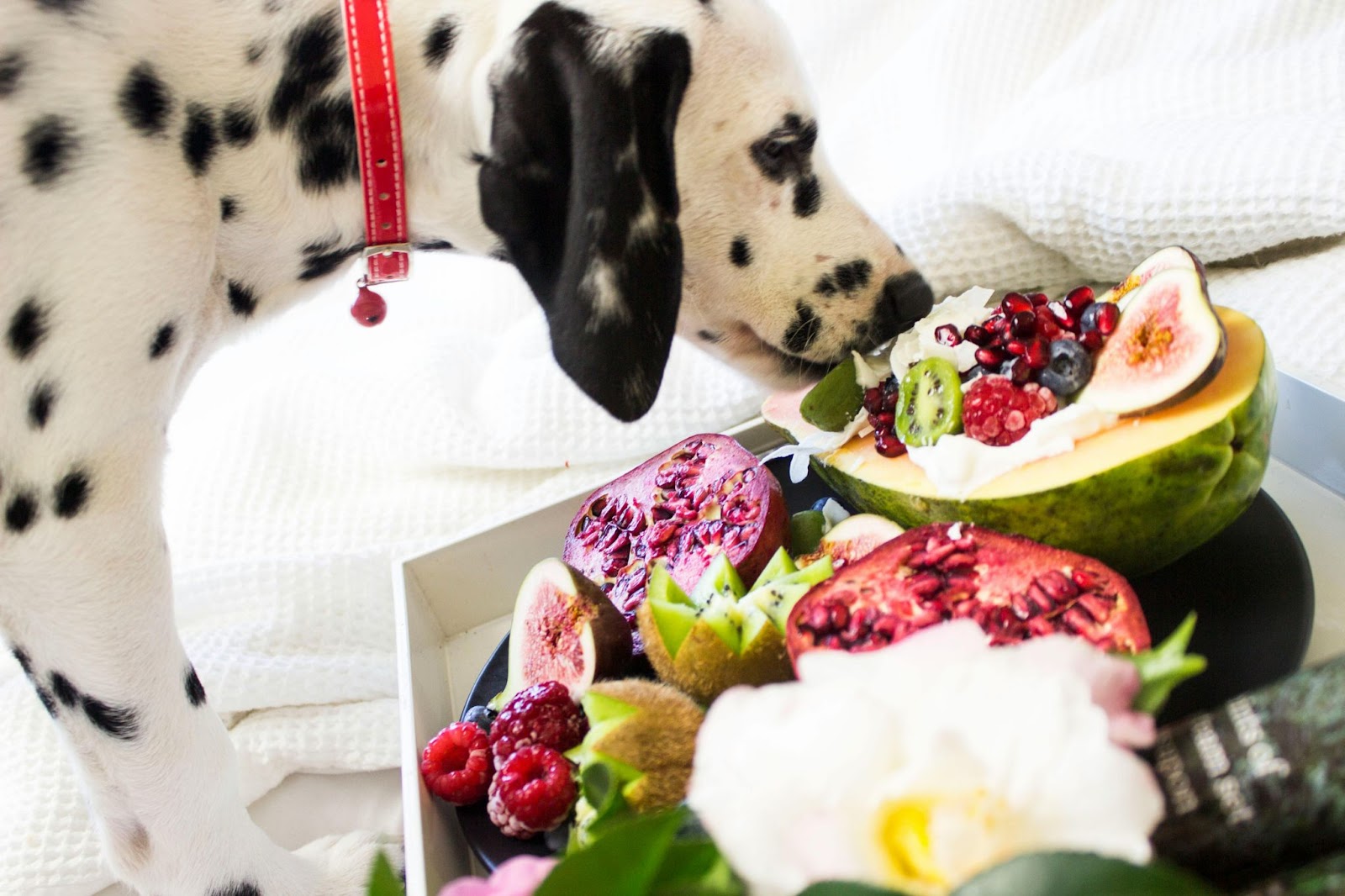 hond eet fruit