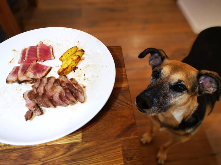 BBQ foods that you should NOT FEED your cat or dog