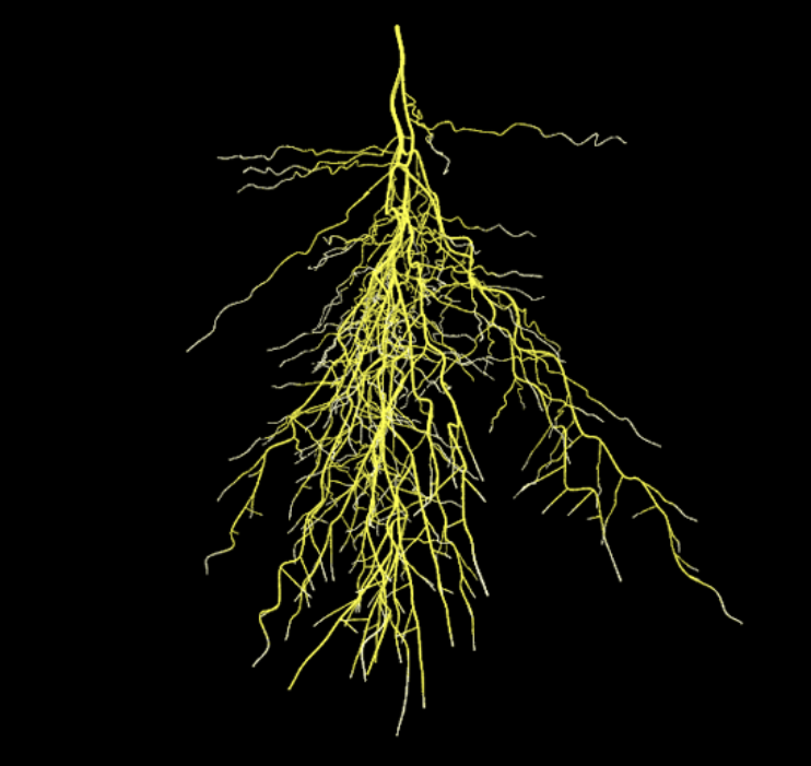 A yellow veins on a black background

Description automatically generated