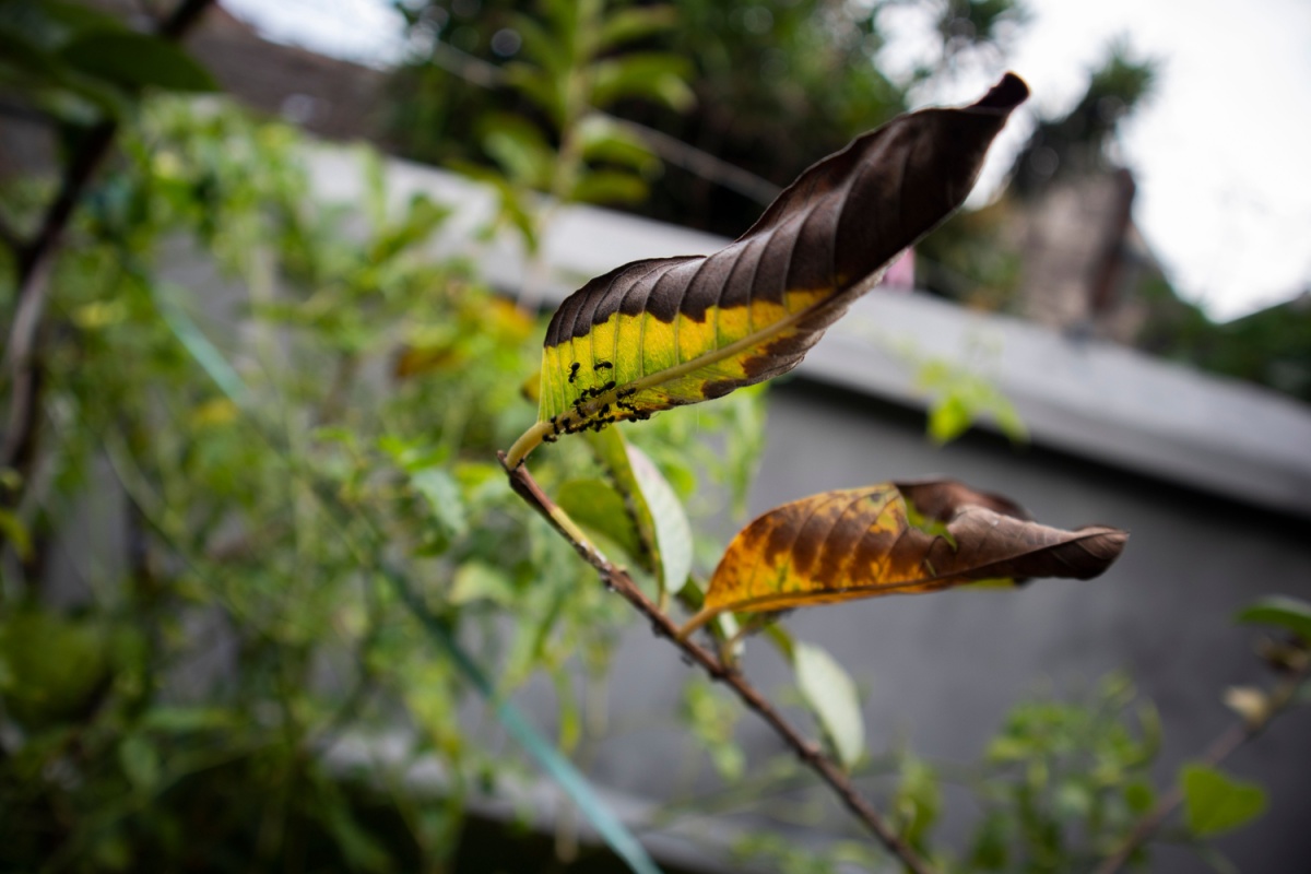 Symptoms of Dying Trees & Diseases | Heartwood Tree Care