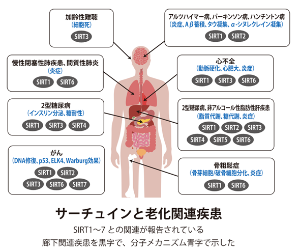 サーチュインと老化関連疾患