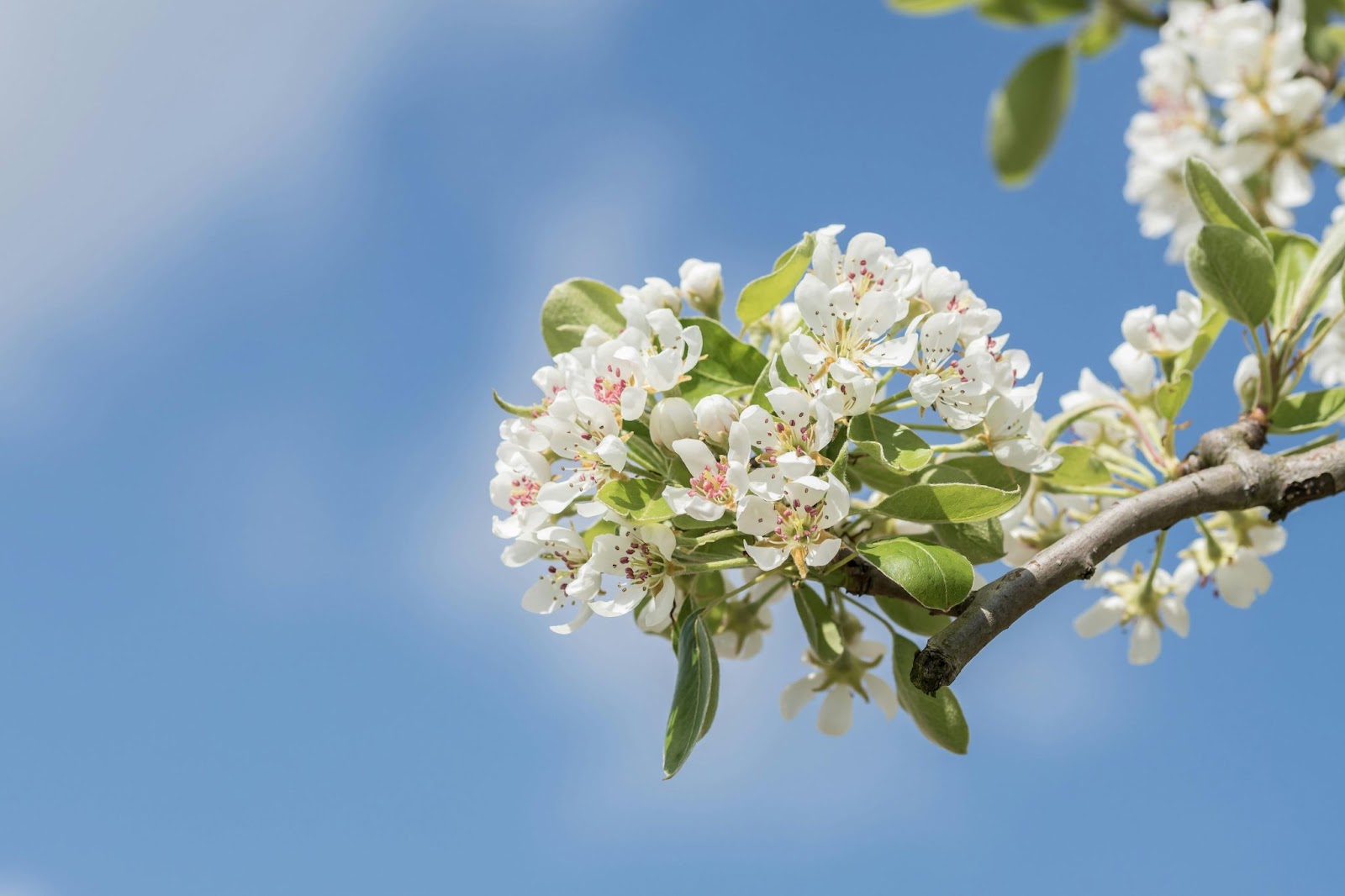 apple blossom tree vs cherry blossom