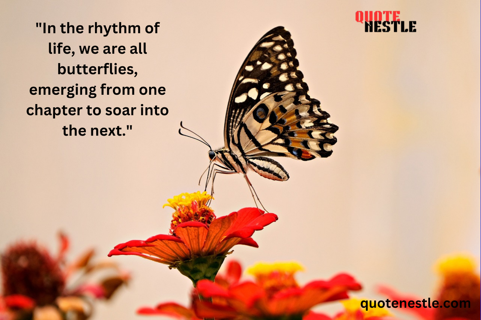 Butterfly Transformation Quotes