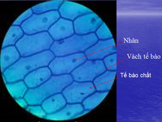 BÀI 10 - THỰC HÀNH: QUAN SÁT TẾ BÀO