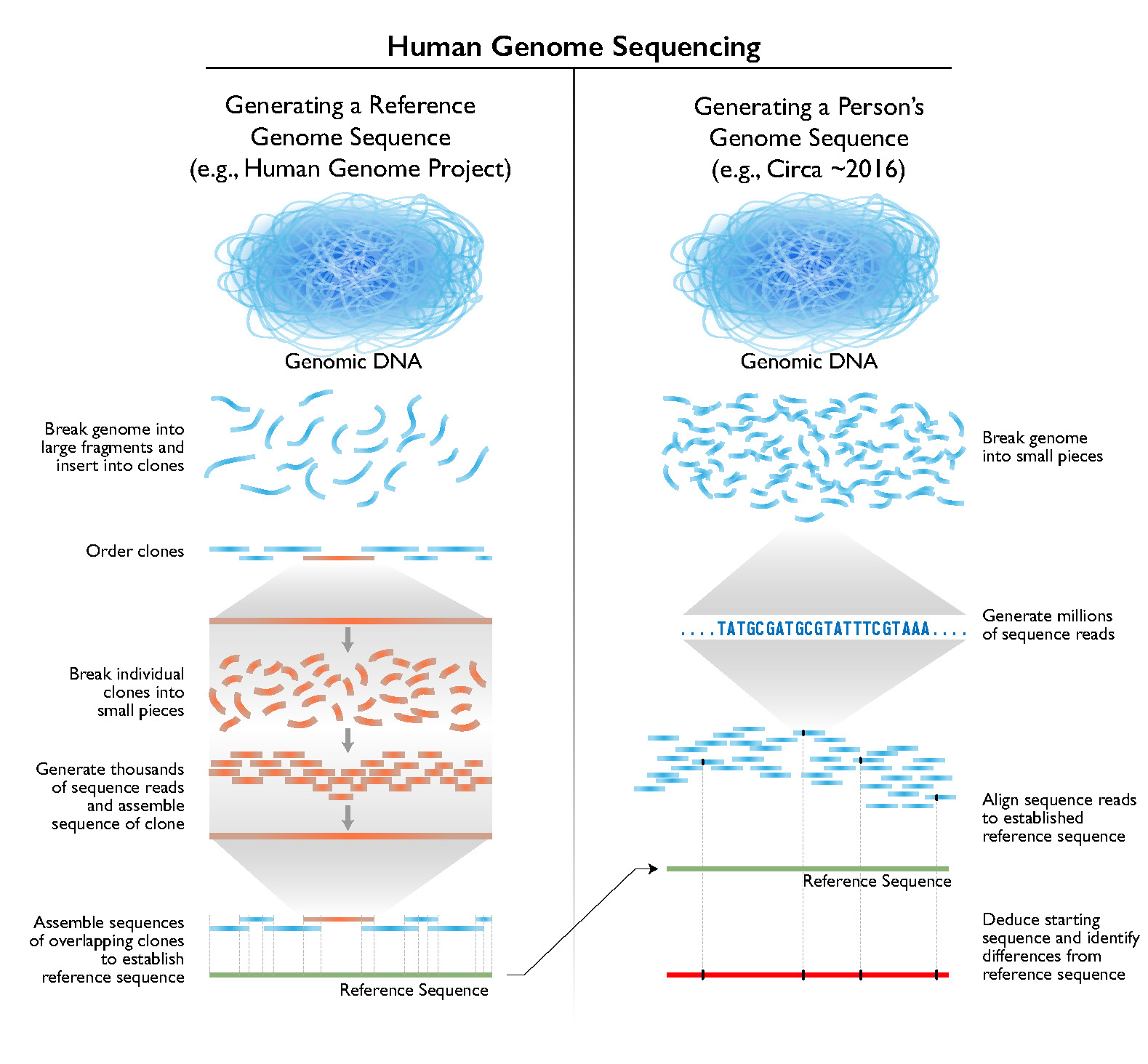 Overview Of Genome Sequencing