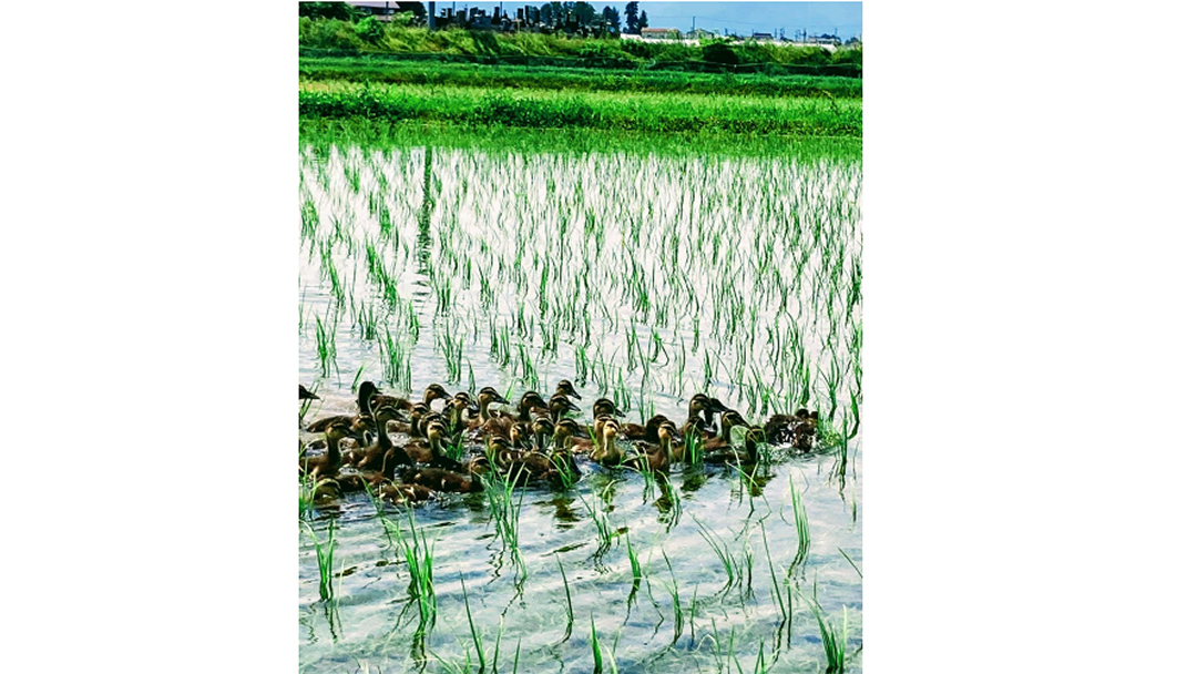 見出し6画像_嶋村吉洋社長が主催するワクセルのコラム_金本京平_合鴨が走り回る.jpg