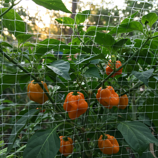 Protecting Habaneros from Pests and Diseases