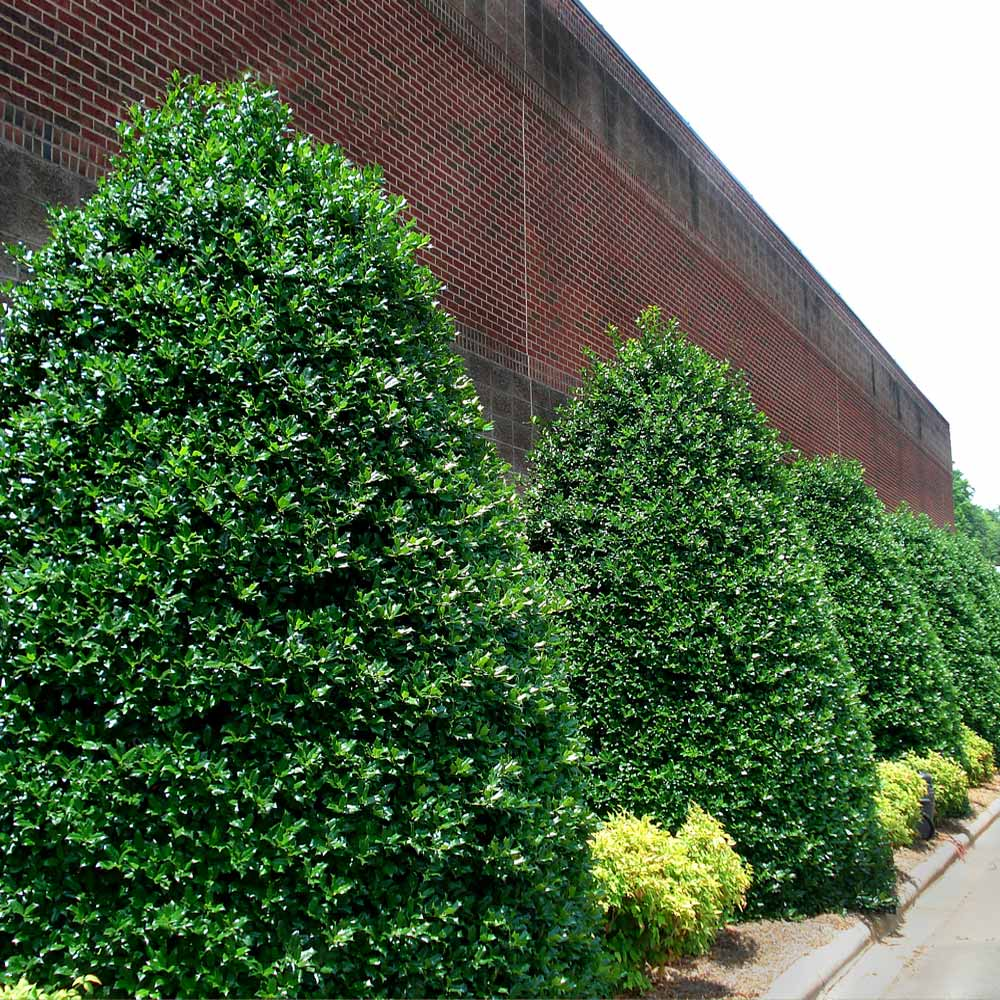 Nellie stevens holly: The perfect privacy hedge