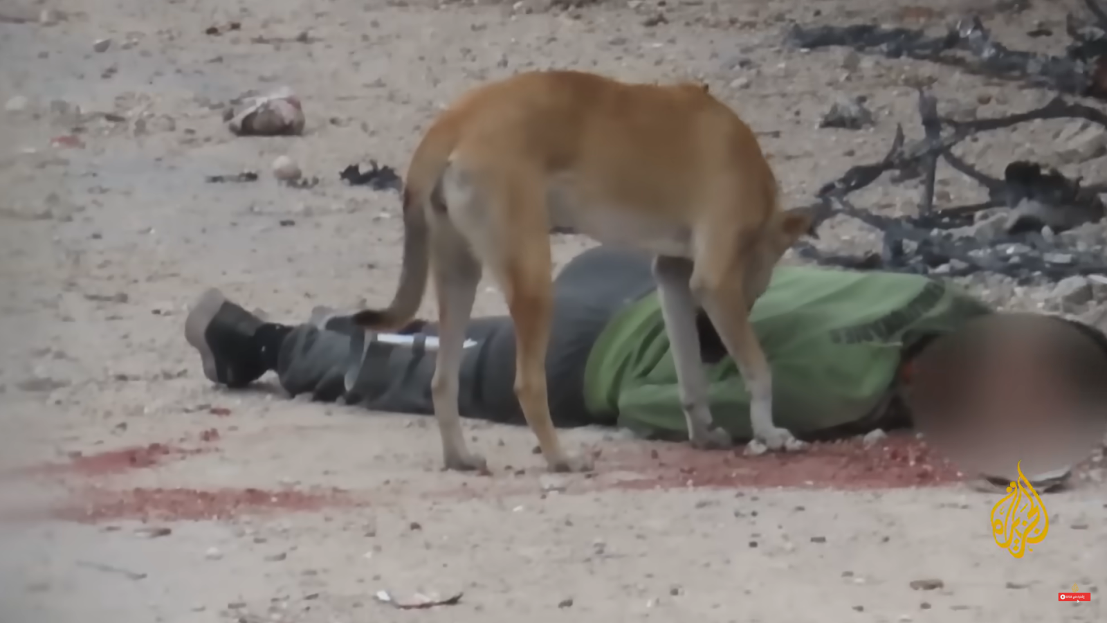 The body of a Palestinian shot by Israel and left for dogs to devour (Source: Al Jazeera)