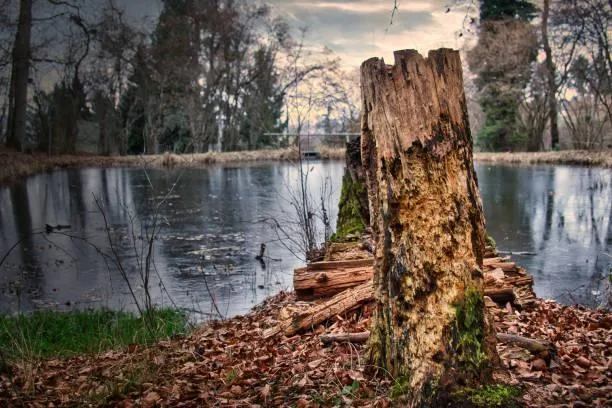 18 Scenic Trails Captured in Nature’s Light, trails in nature, hiking landscapes, nature, forest, landscape, forest paths, scenic roads