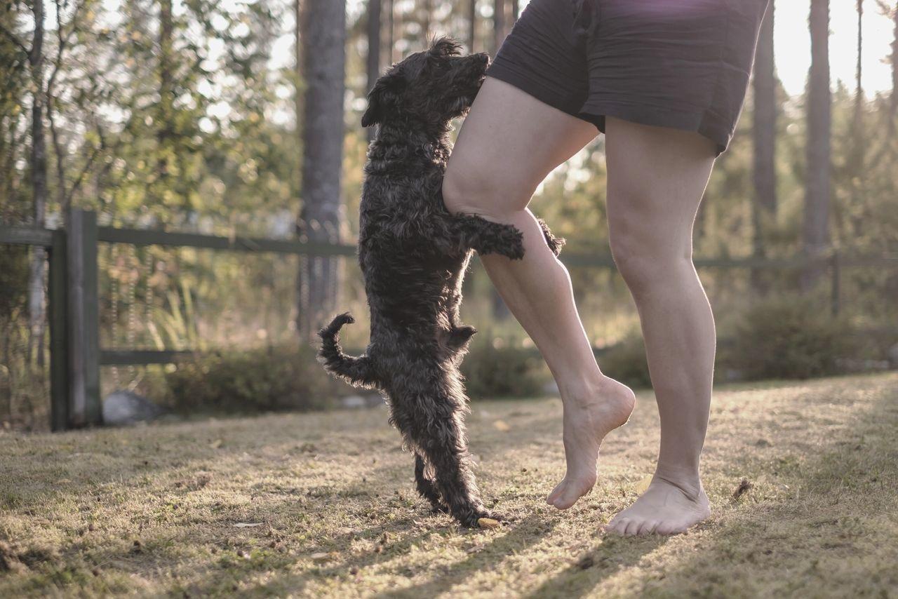 dog humping owner's leg