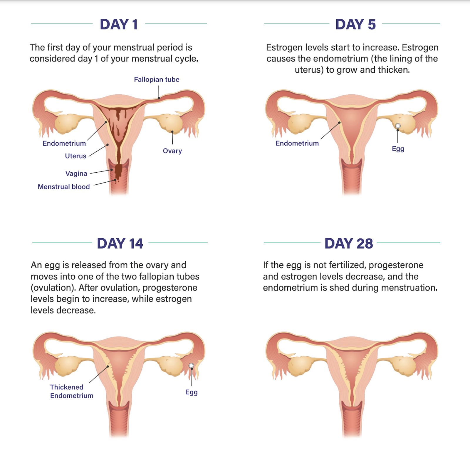 28 Day Menstrual Cycle Diagram