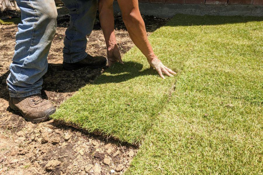 Benefits of Planting Zoysia Grass