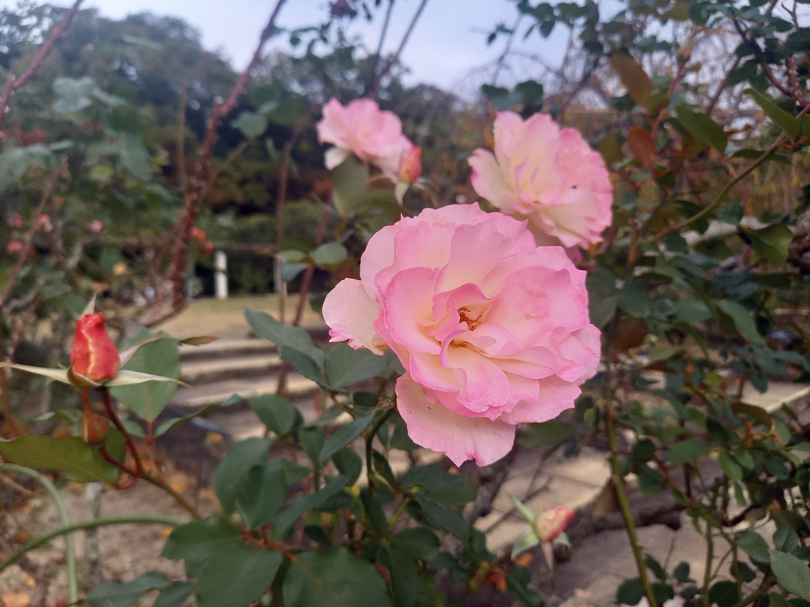 桃色の薔薇の花。ちなみにバラは春と秋の二期咲きである。