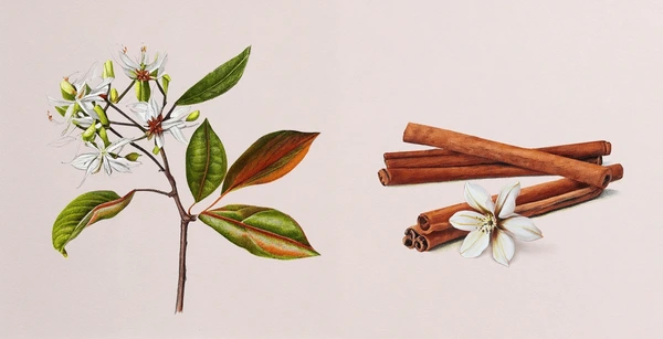 Botany of Canela