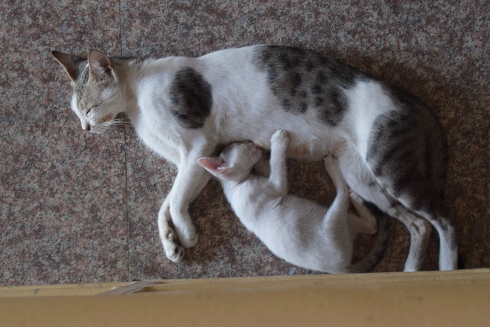 Cats Lying on Tiled Floor